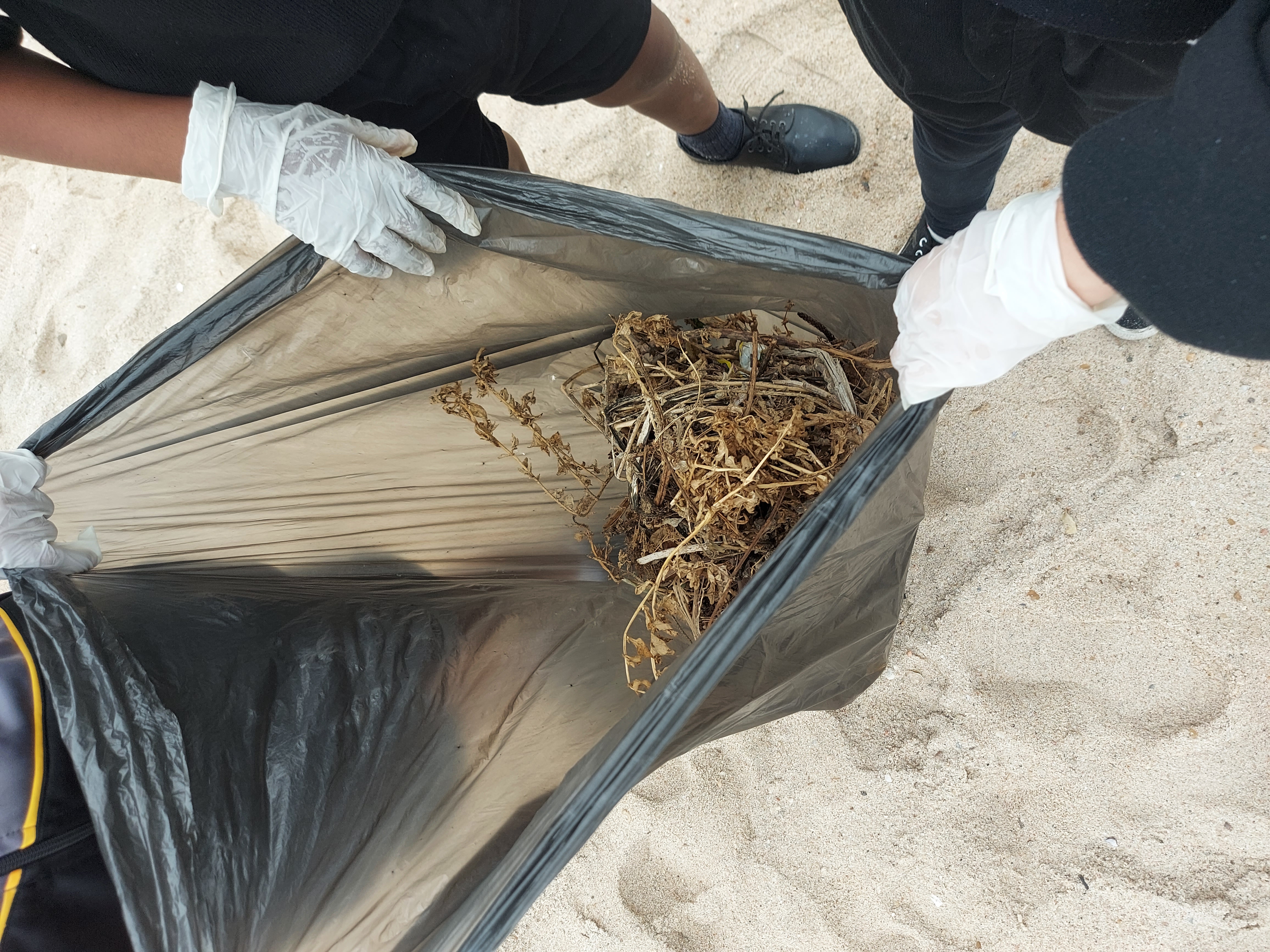 Coastal conservation activity